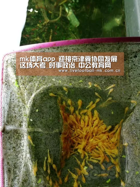 mk体育官网